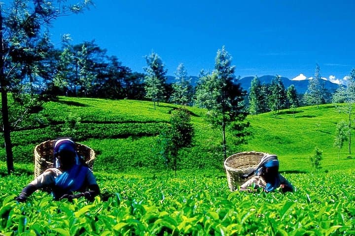 Nuwara Eliya tour from Colombo ( 2 Days )