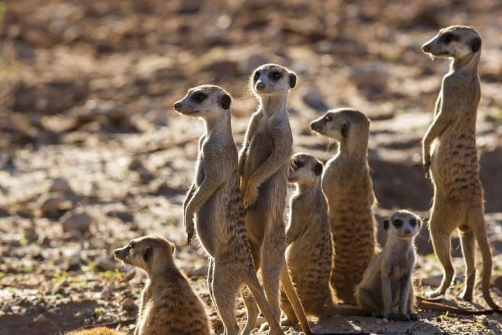 5-day Luxury Perfect Picturesque Garden Route Tour