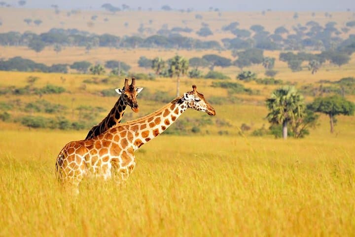 2 Day - Murchison Falls National Park Big 5 Safari