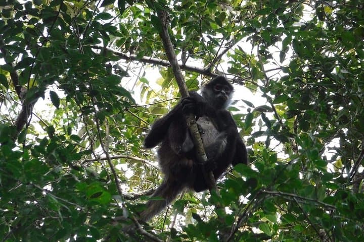 Wild Monkey Tour (Private, Half Day)