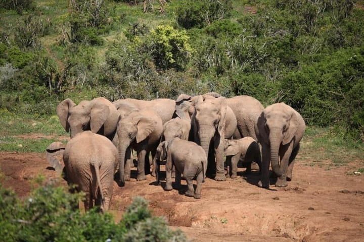 Port Elizabeth Shore Excursion: Addo Elephant Full Day Safari &"Braai"Lunch(BBQ)