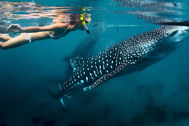 Oslob Whaleshark Watching & Tour in Cebu