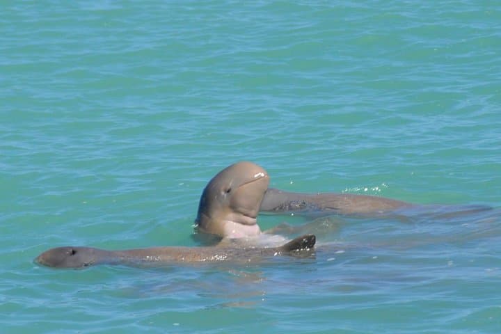 Snubfin Dolphin Eco Cruise from Broome