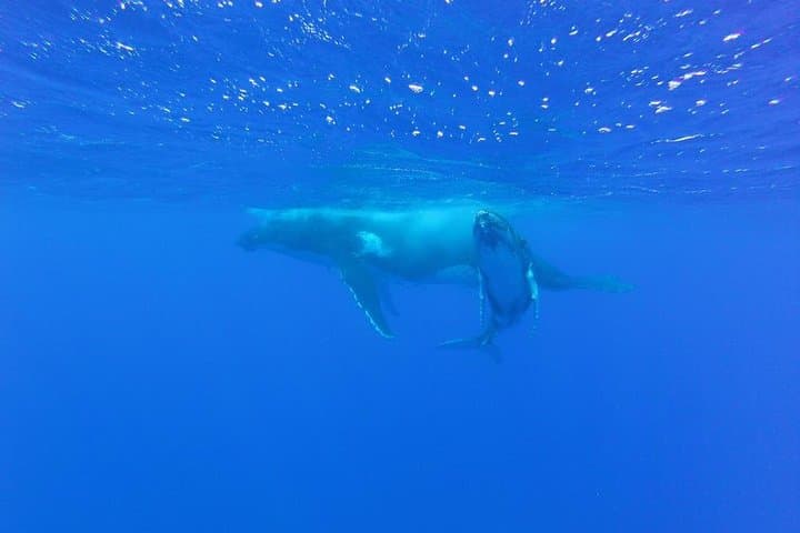 Whale Watching Tours in Bora Bora