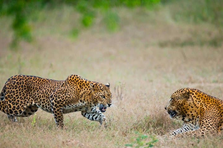 Exclusive : Overnight Leopard Safari with Luxury Glamping