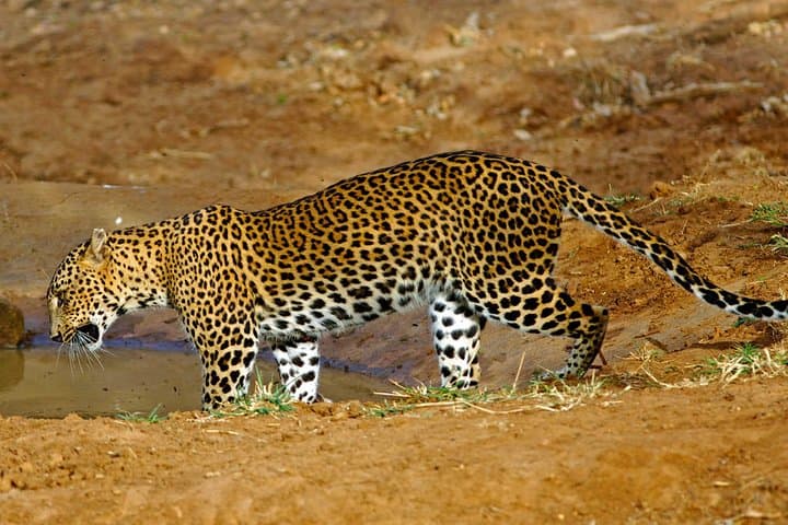 From Colombo/Negombo: All Inclusive Private Wipattu Safari Tour