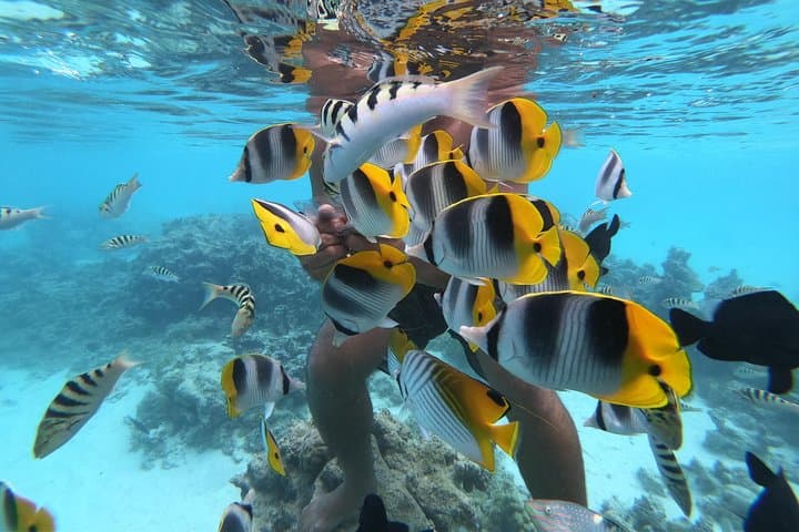 Half Day Snorkeling in Moorea