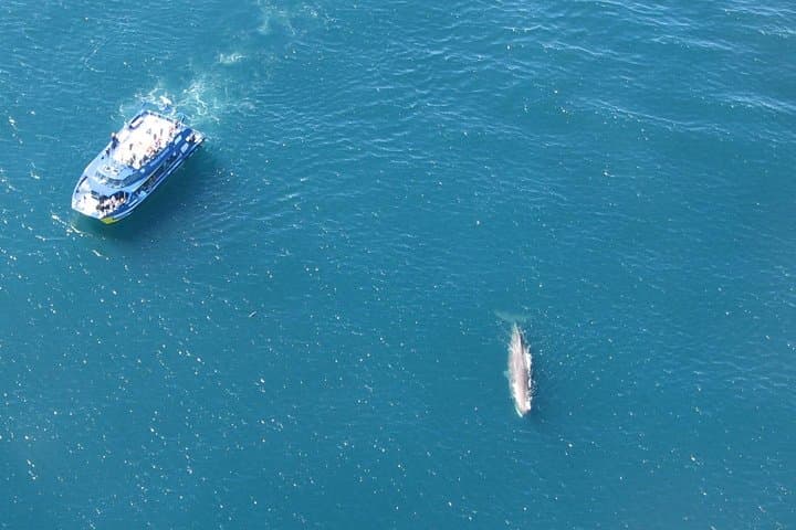 Kaikoura Whale Watch Day Tour from Christchurch