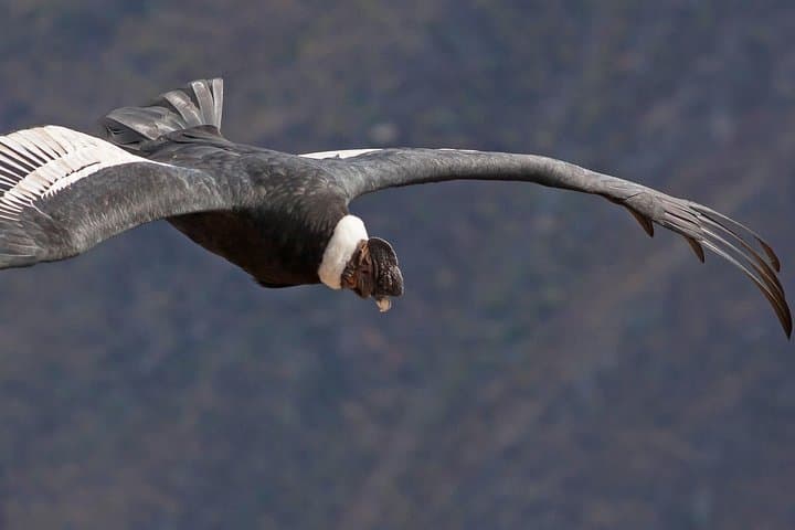 4 Days Arequipa and Colca Canyon from Arequipa
