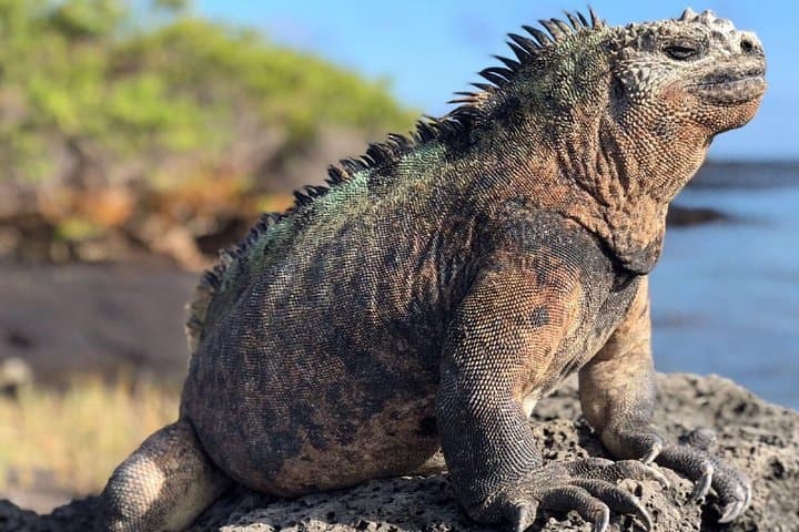 12-Day Cusco, Machu Picchu & Galápagos Islands Tour