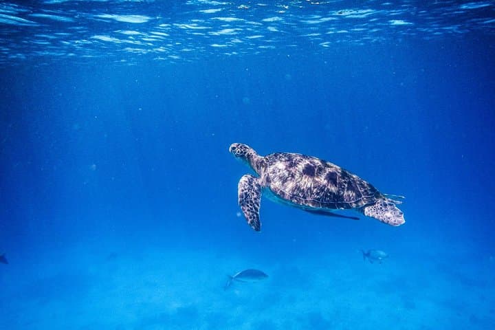 Khao Lak: Wow Andaman Snorkeling Trip to Similan Islands