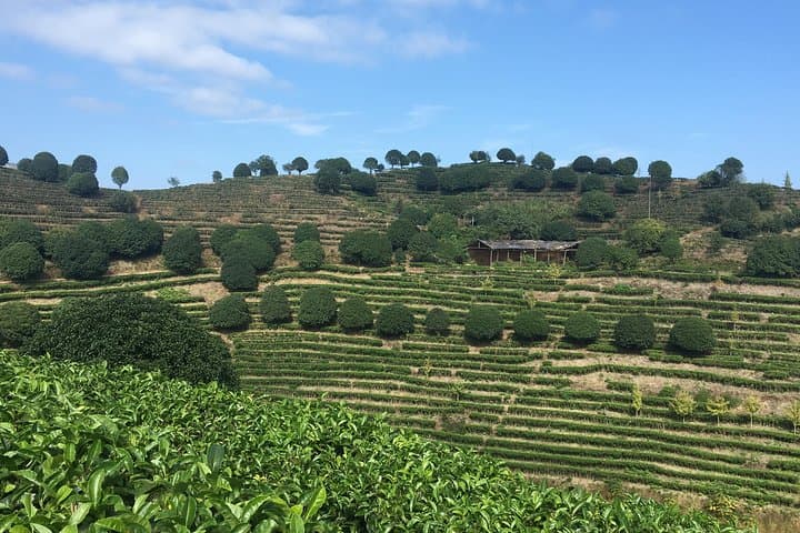 Private Tea Picking Tour and Taste in Yangshuo