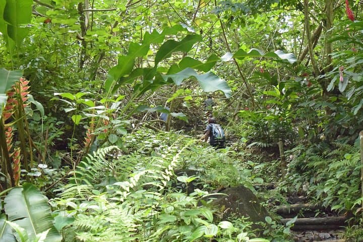 Natureworld St. Lucia hiking trail