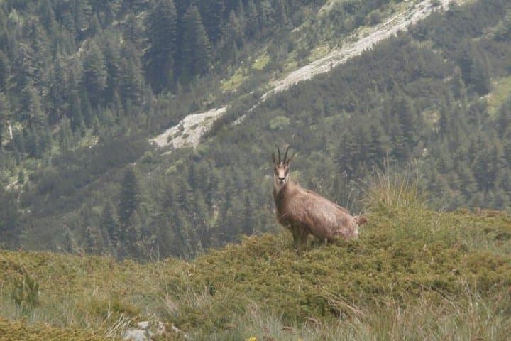 4 days in Pirin: Where the Slavic gods still live
