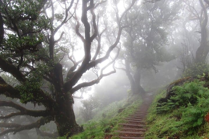 Fanal -Enchanted Forest
