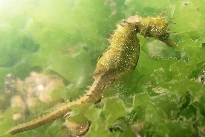 Seahorse Observation