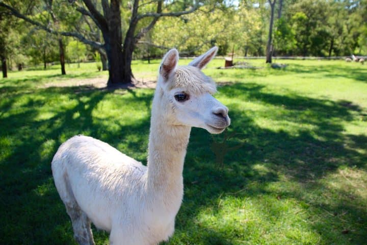 Trevena Glen Half Day Animal Tour