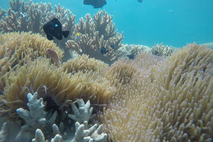 Cham Islands Snorkeling Tour by SpeedBoat from Da Nang