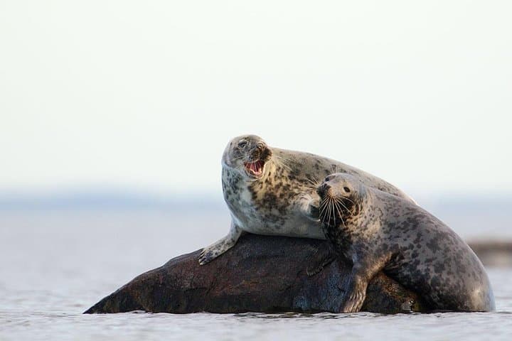 Seal-Watching Tour near Malusi Islands
