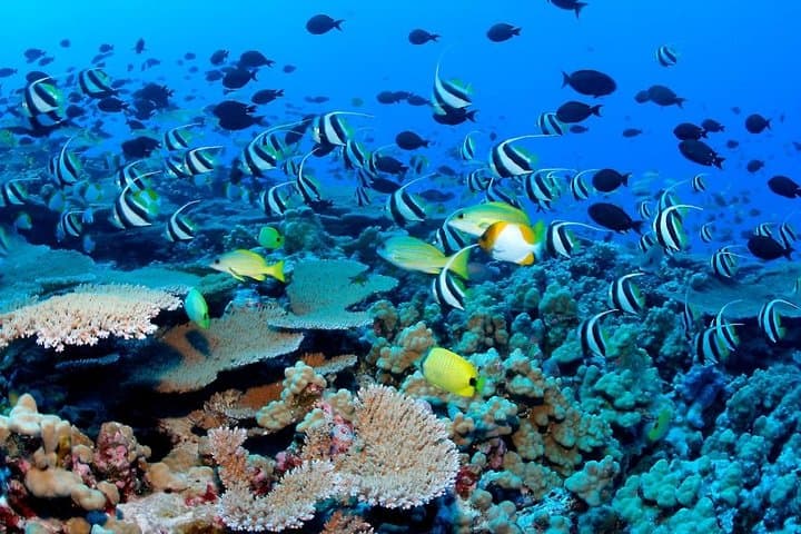 Reef Snorkel, underwater adventure in Puerto Morelos With Transportation & Lunch