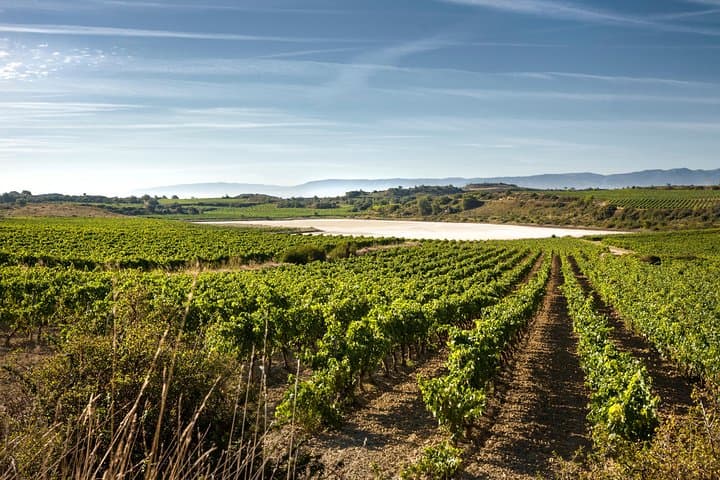 Rioja Wine Tour: wineries and Laguardia from Bilbao