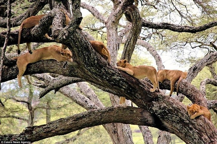 Lake Manyara National Park Full-Day Tour from Arusha