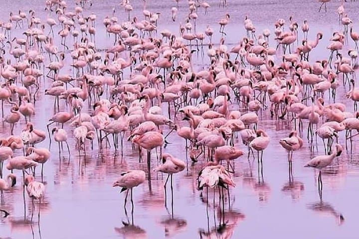 day trip lake manyara