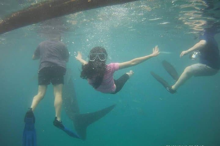 Cebu Oslob Whale Sharks and Sumilon Island Kawasan Falls Canyoneering