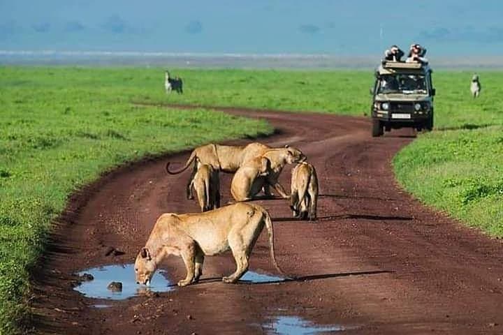 Ngorongoro, Manyara, Tarangire