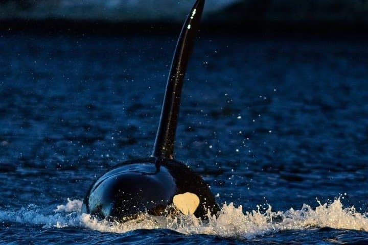 Better Whalesafari | Whale Watching - Cozy Luxury Yacht Arctic Queen