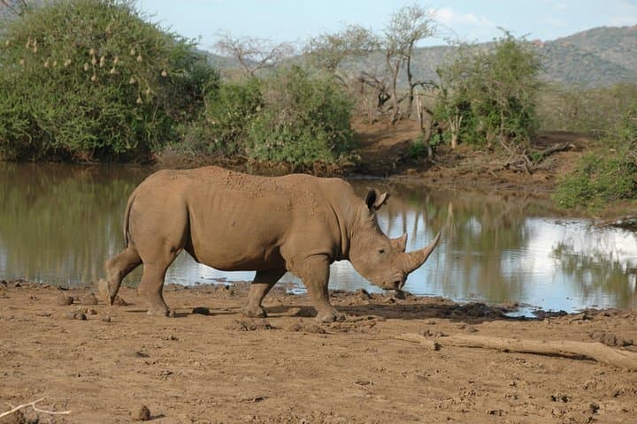 Day Tour: Arusha National Park