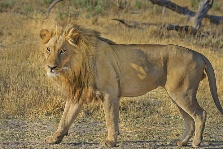 Hluhluwe Imfolozi Big 5 Safari from Durban