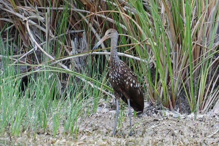 Crooked Tree Bird Watching