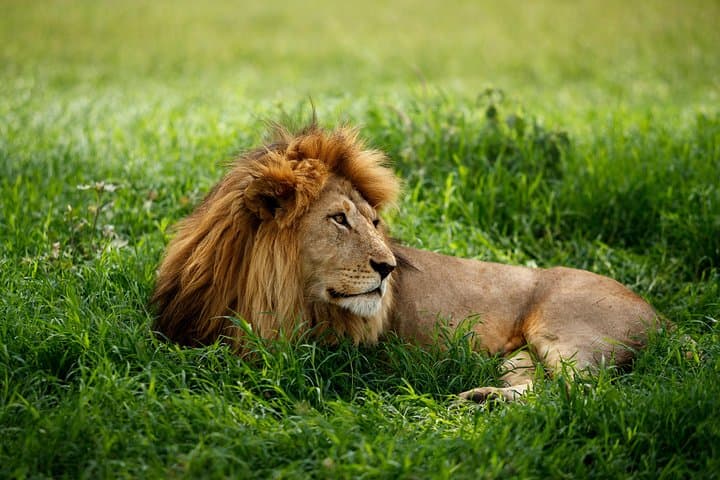 7 Days Tanzania Luxury Safari Experience & Coffee Walking Tour
