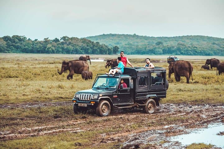 Private Dambulla & Kaudulla National Park Day Tour From Colombo