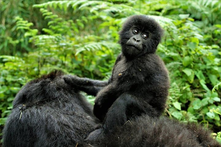 2 days Uganda Gorilla trekking