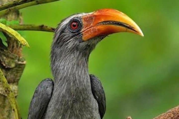 Thattekad Guided Bird Walk.