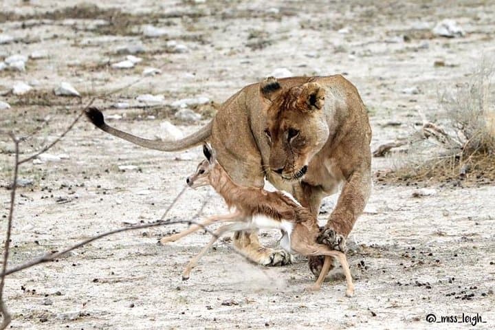 6 Day Sand, Sea & Etosha Budget Camping Safari