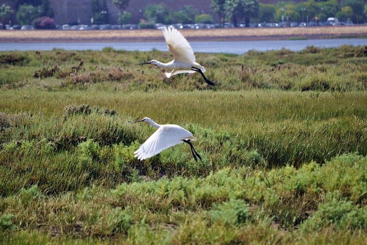 2-hour Bird Watching Guided Boat Trip in Ria Formosa from Faro Algarve