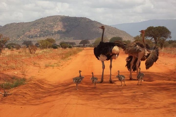 3 days Red elephant safari