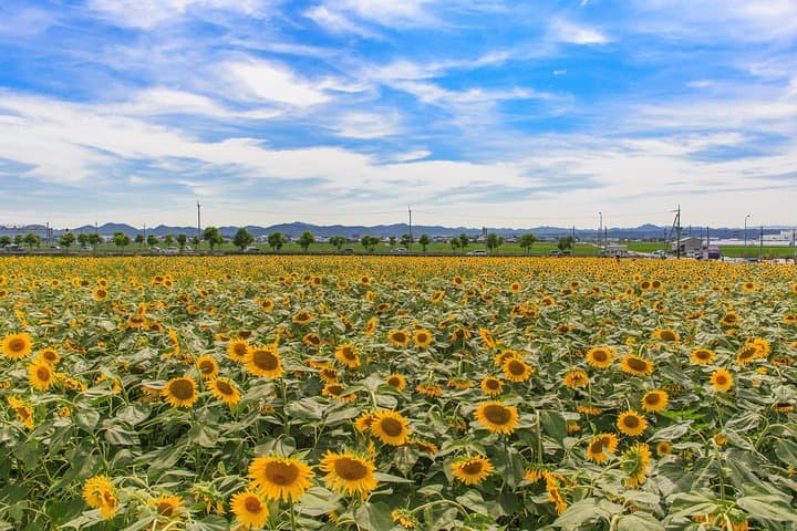 Okayama Day Trip: Nanko Sunflower Field and Peach Picking