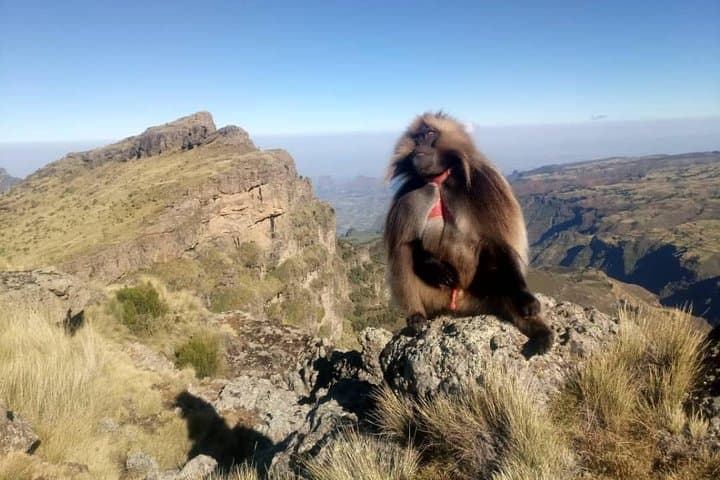 Simien Mountains Trekking Adventure