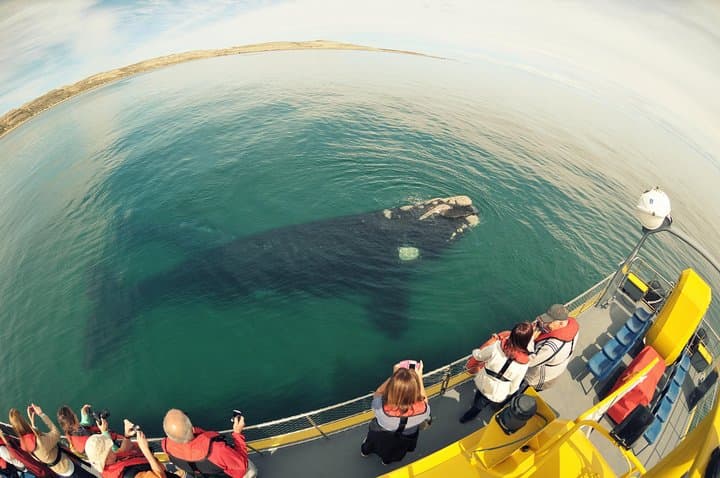 Underwater Whale Watching in Puerto Piramides