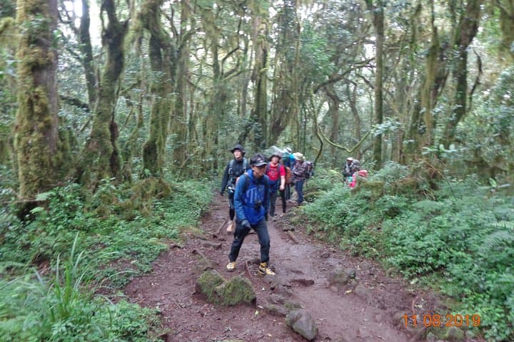 Kilimanjaro Day Hike