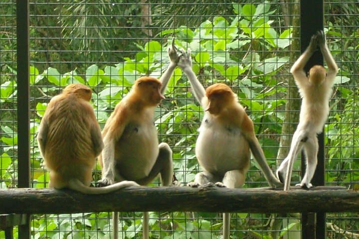 Lok Kawi Wildlife Park