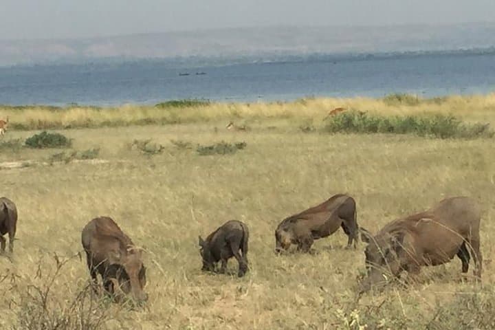 3 Day Murchison Falls NP Wildlife Tour, Chimps & Rhino Tracking.