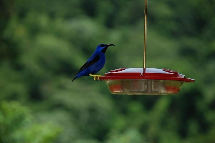 Bird watching and waterfall adventure on the caribbean coast