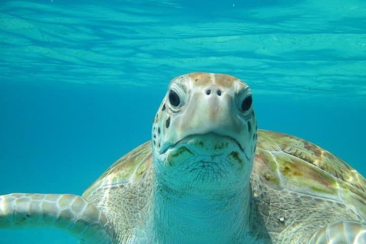 Snorkeling Tour (with Light Refreshments)