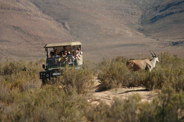 Cape Town Shore Excursion: Big Five Game Reserve from Cape Town