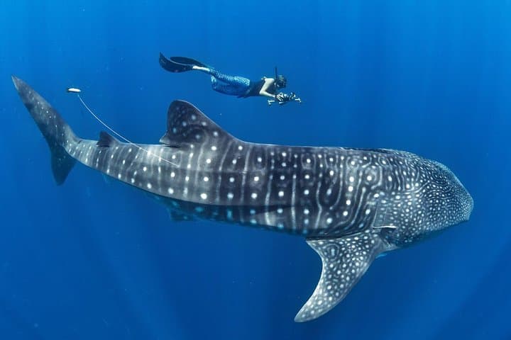 Whale Shark Encounter & Sumilon Sandbar & Canyoneering in Kawasan Falls